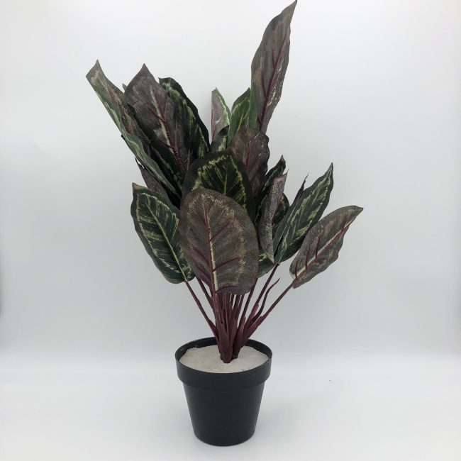 Faux Peacock Plant Medium